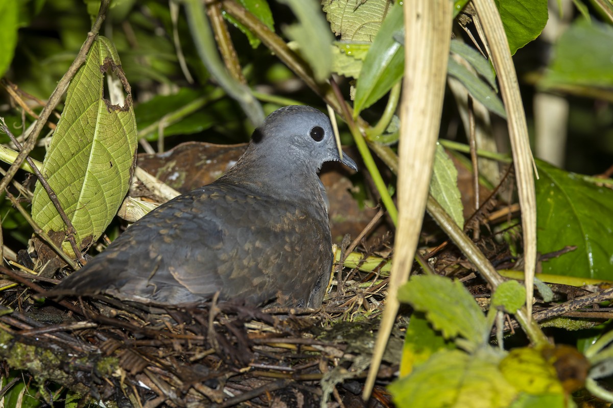 Bronze Ground Dove - Bradley Hacker 🦜