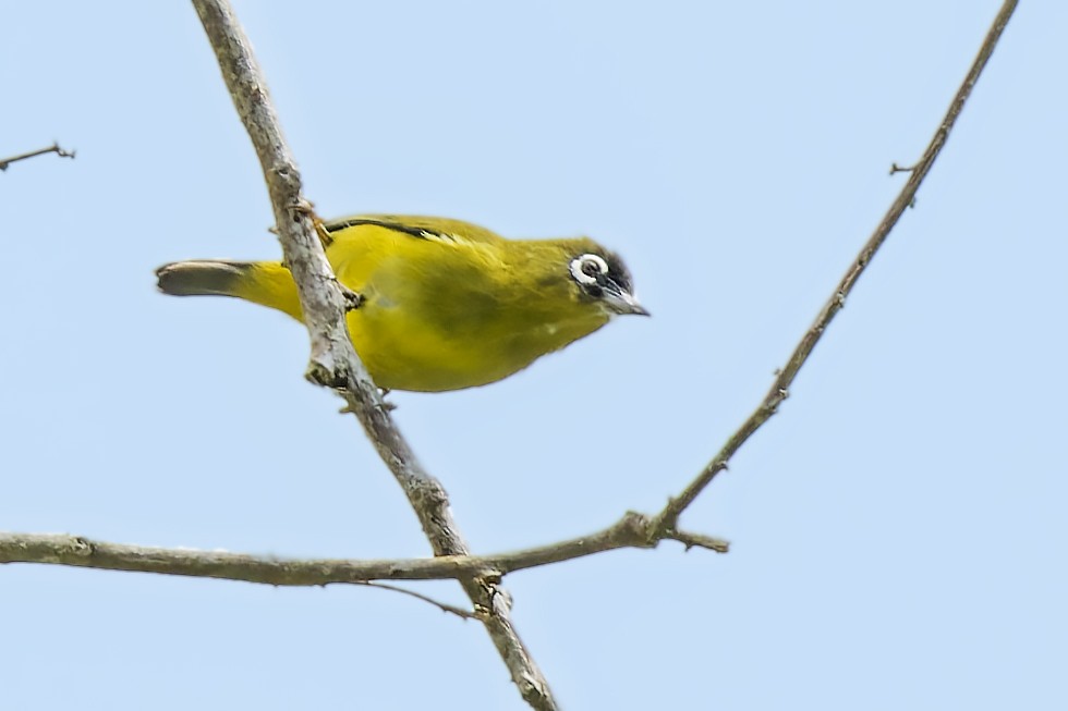 Capped White-eye - ML474997721