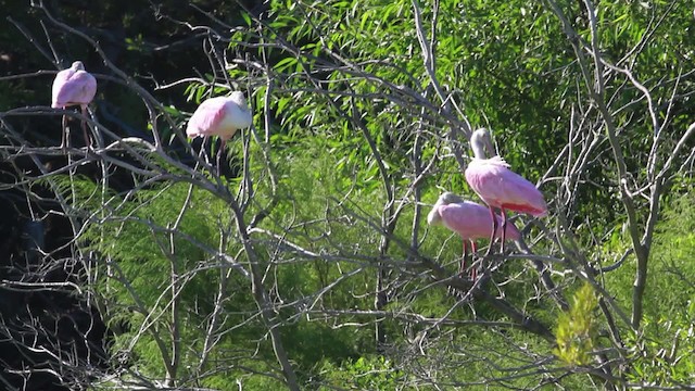 Roseate Spoonbill - ML474998