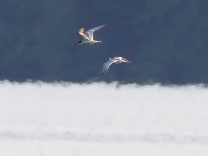 Forster's Tern - ML474998491