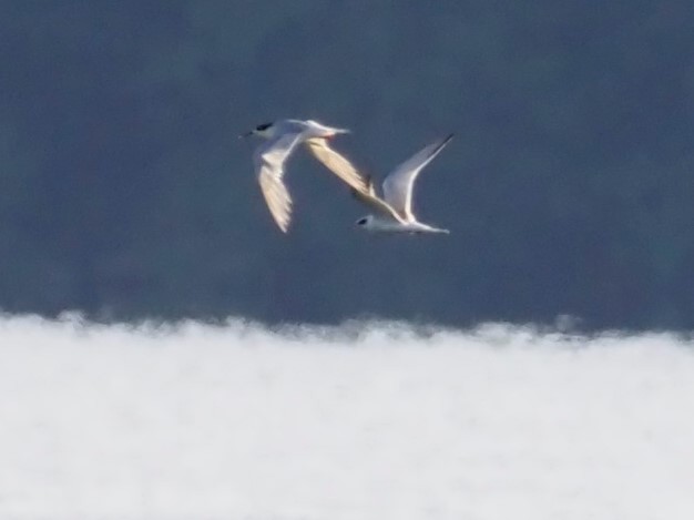 Forster's Tern - ML474998501