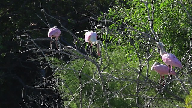 Roseate Spoonbill - ML474999