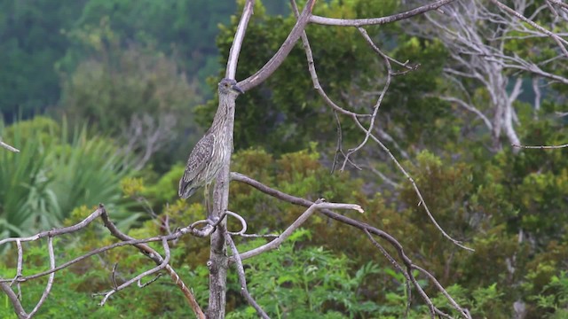 Yellow-crowned Night Heron (Yellow-crowned) - ML475000