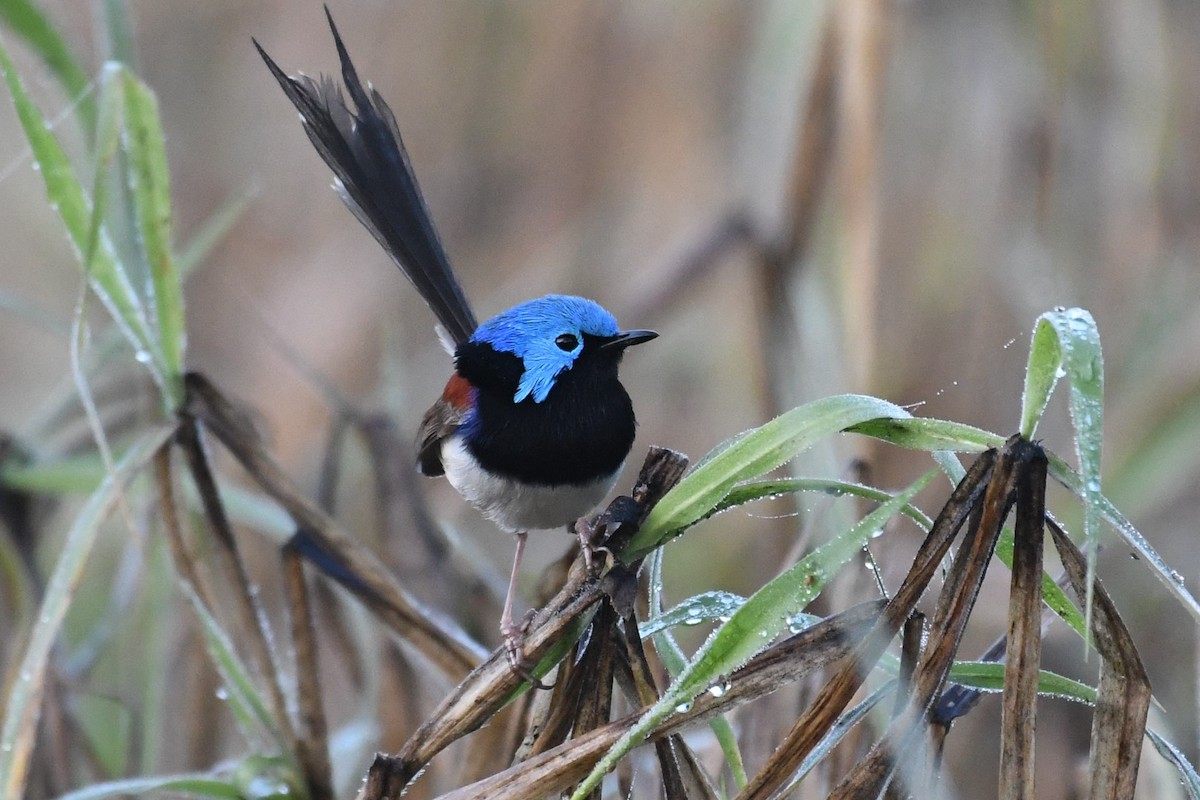 Variegated Fairywren - ML475000511