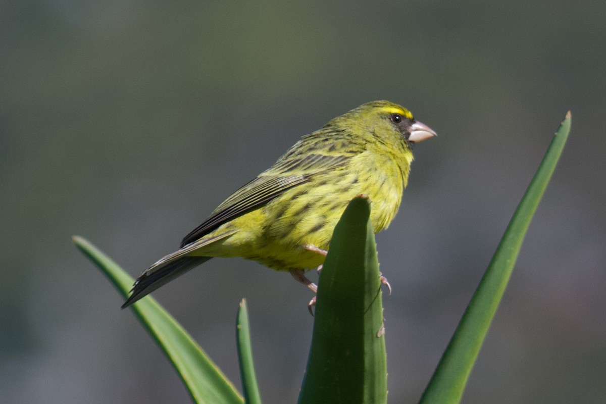 Forest Canary - Benjamin Byerly