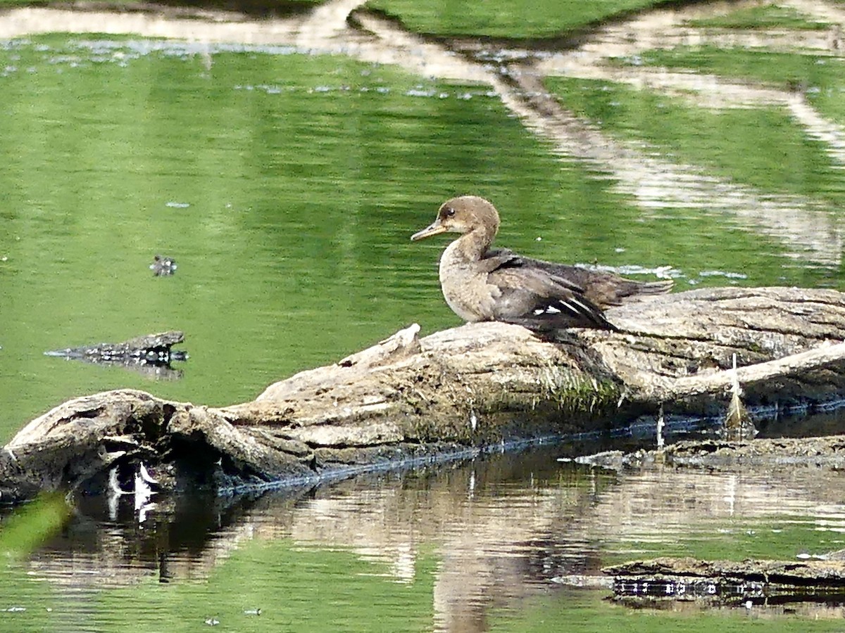 Hooded Merganser - ML475004141