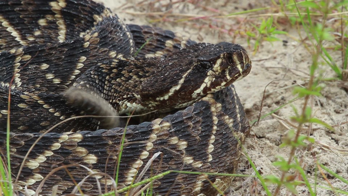 ML475005 - Eastern Diamondback Rattlesnake - Macaulay Library
