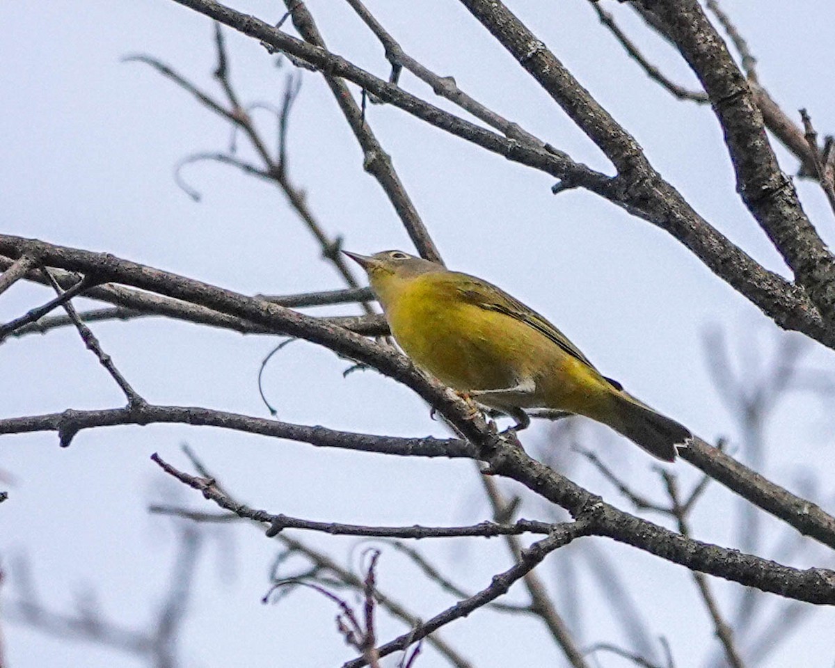 Nashville Warbler - Pat Schiller