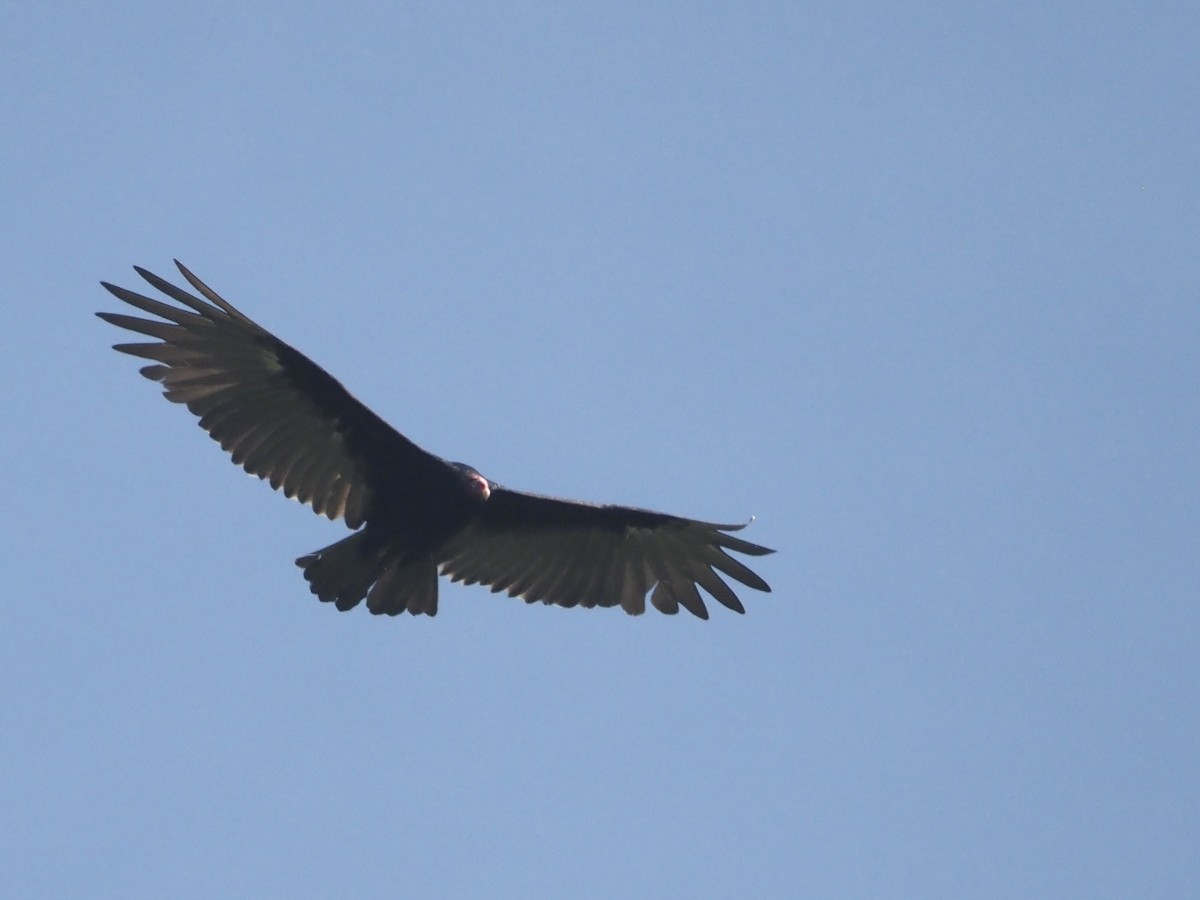 Turkey Vulture - ML475006201