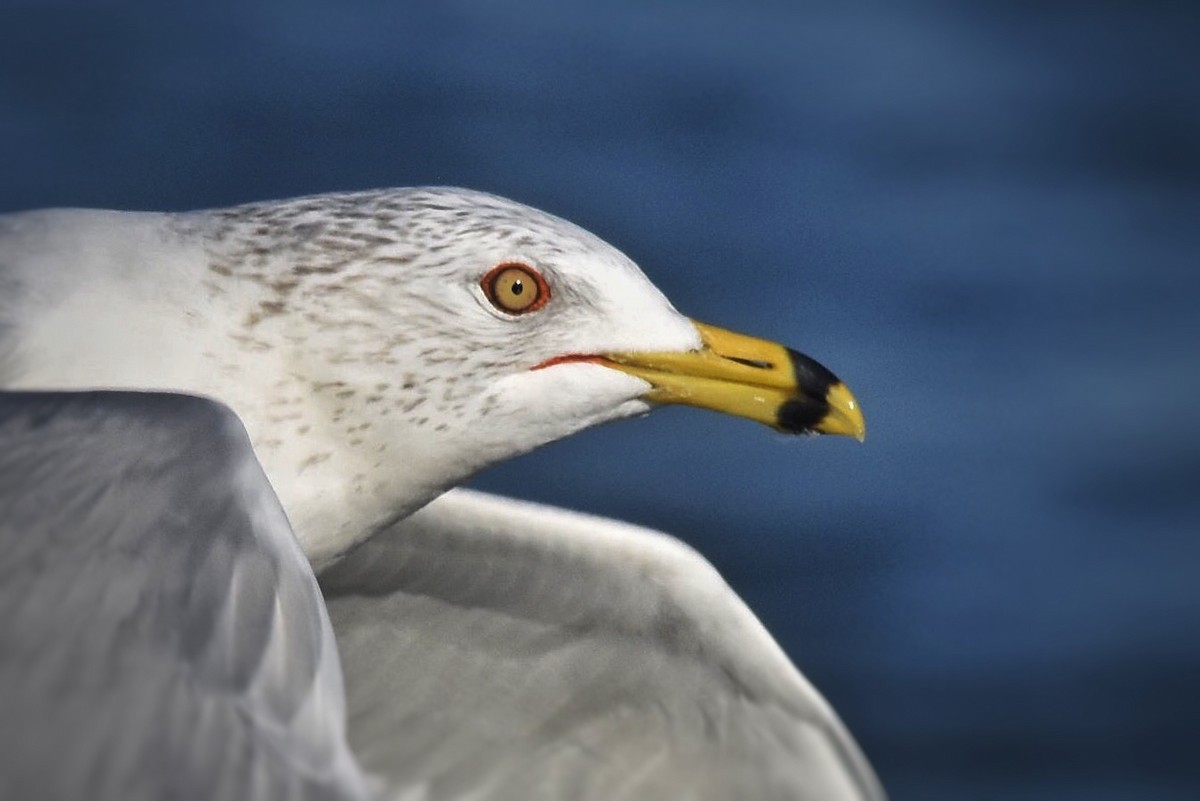 Ring-billed Gull - ML47500661