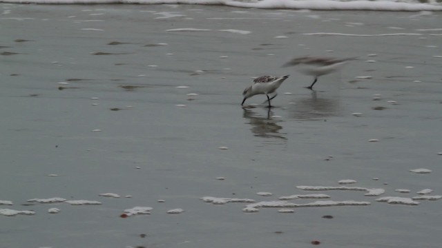 Sanderling - ML475007