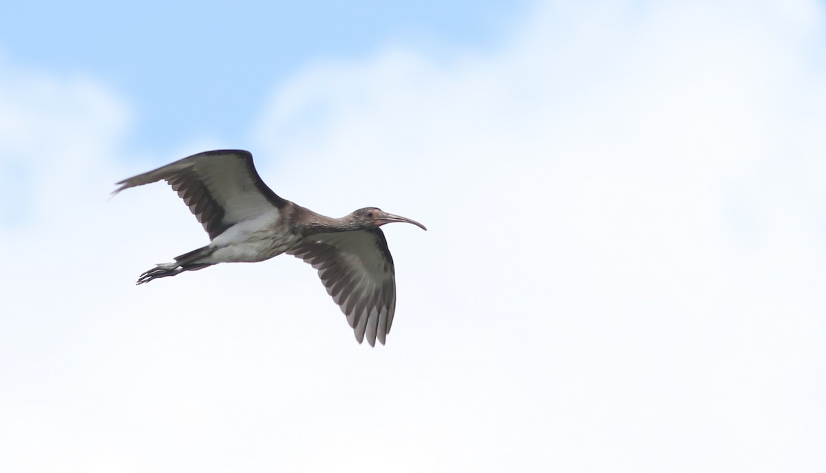 ibis bílý - ML475009121