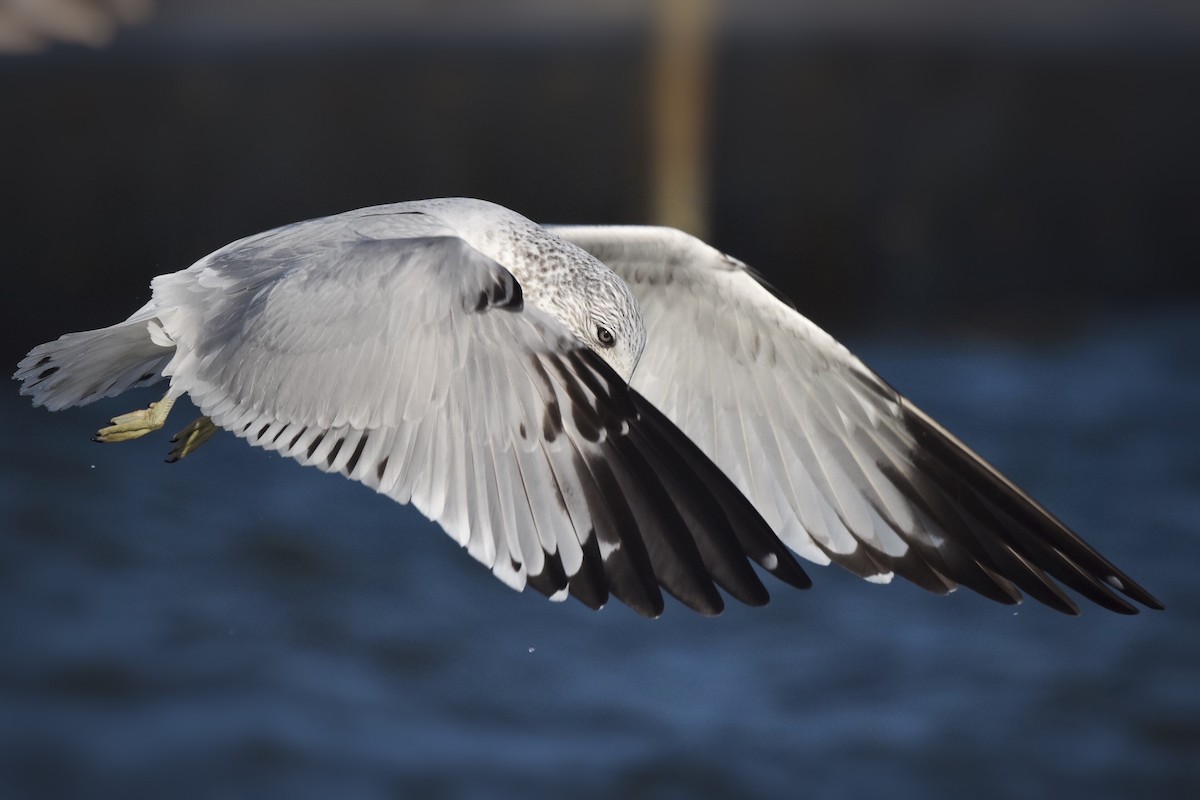 Ring-billed Gull - ML47500941