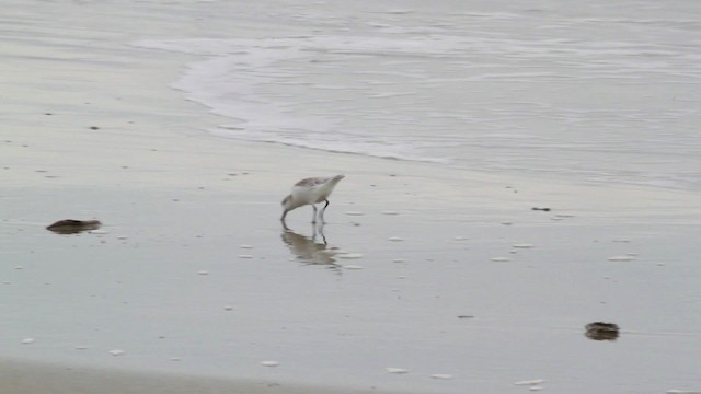 Sanderling - ML475010