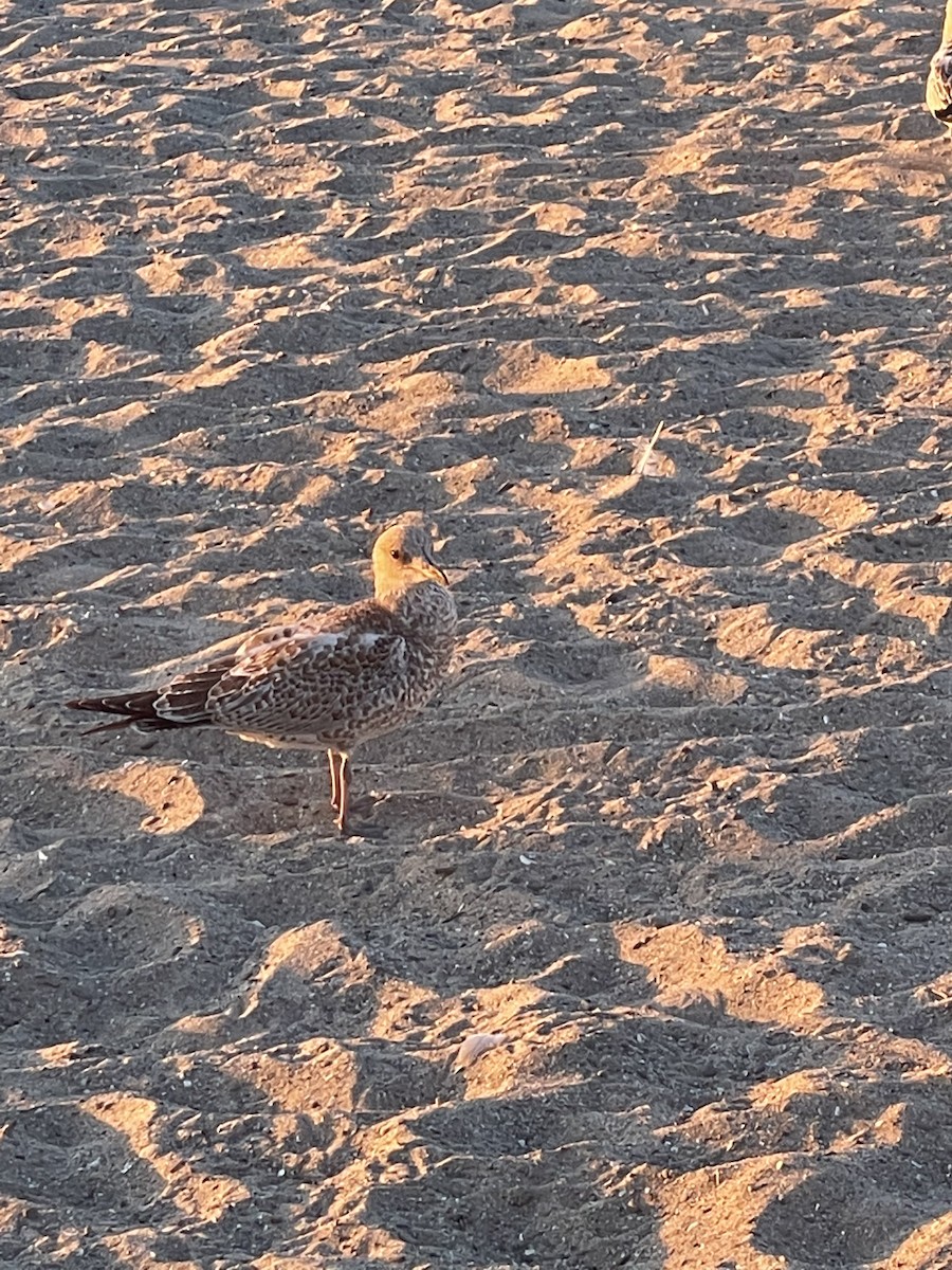 Ring-billed Gull - ML475010071