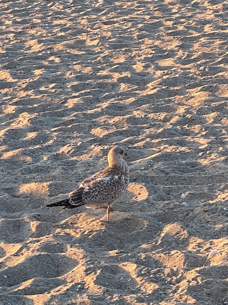 Ring-billed Gull - ML475010091