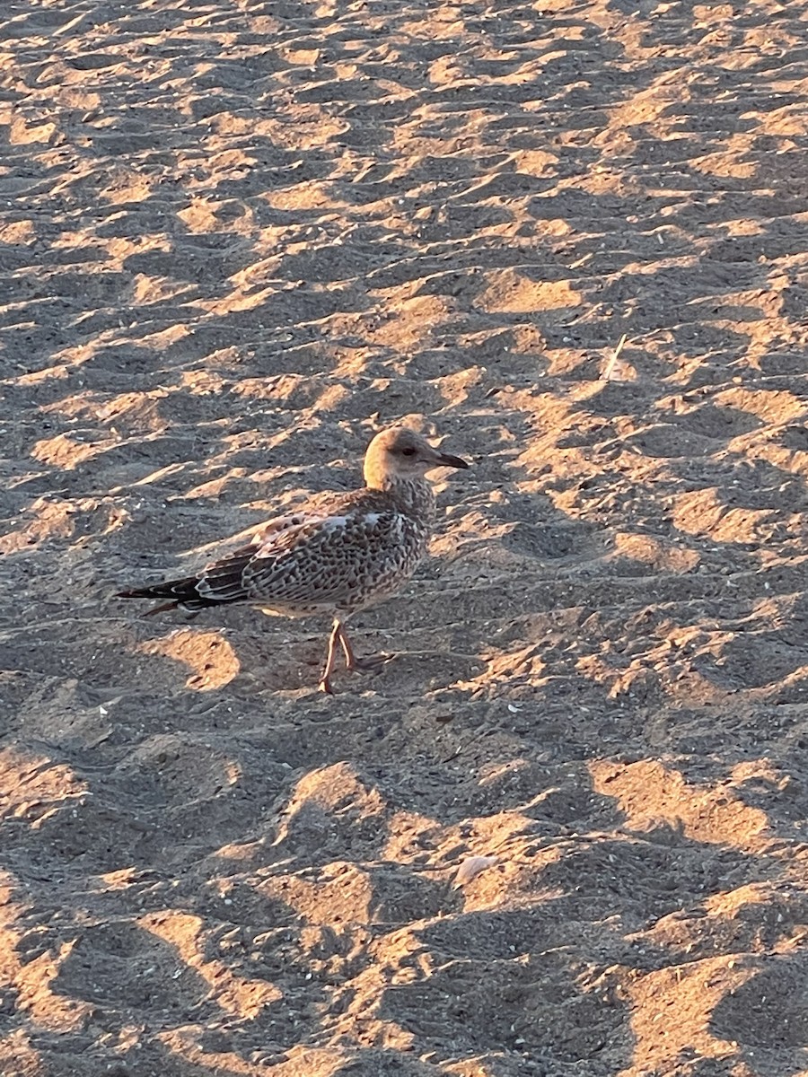 Ring-billed Gull - ML475010101