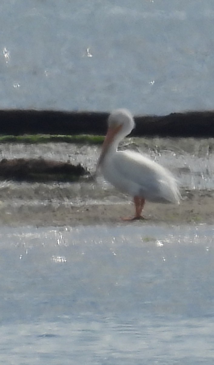 American White Pelican - ML475011091