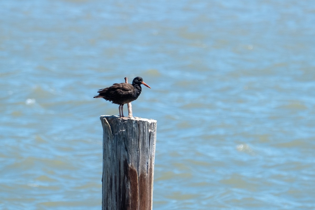 Black Oystercatcher - ML475011181