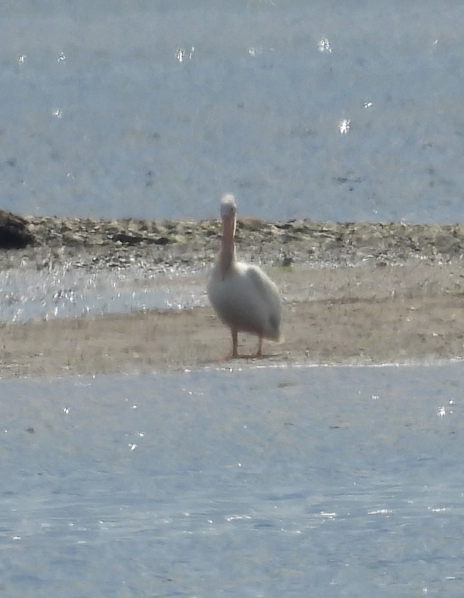 American White Pelican - ML475011281