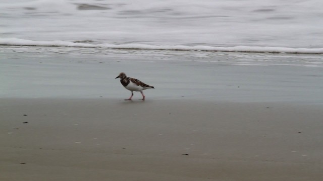 Ruddy Turnstone - ML475012