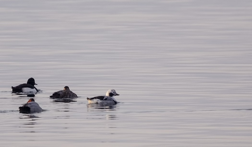 Long-tailed Duck - ML47501221
