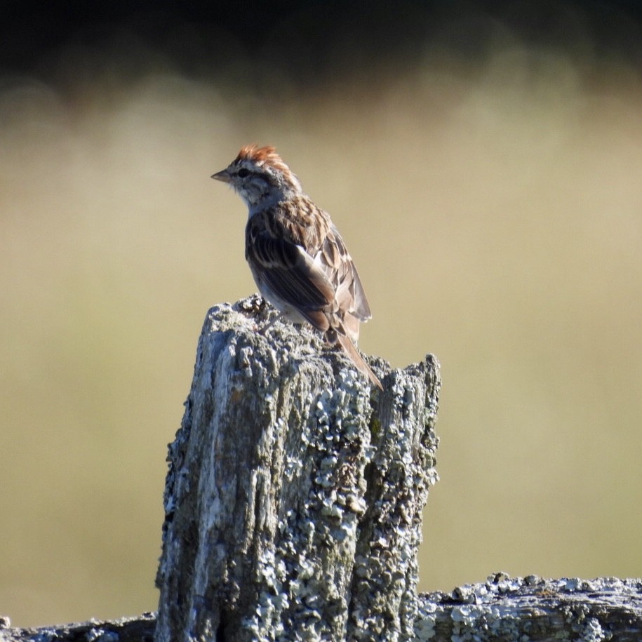 Chipping Sparrow - ML475012471