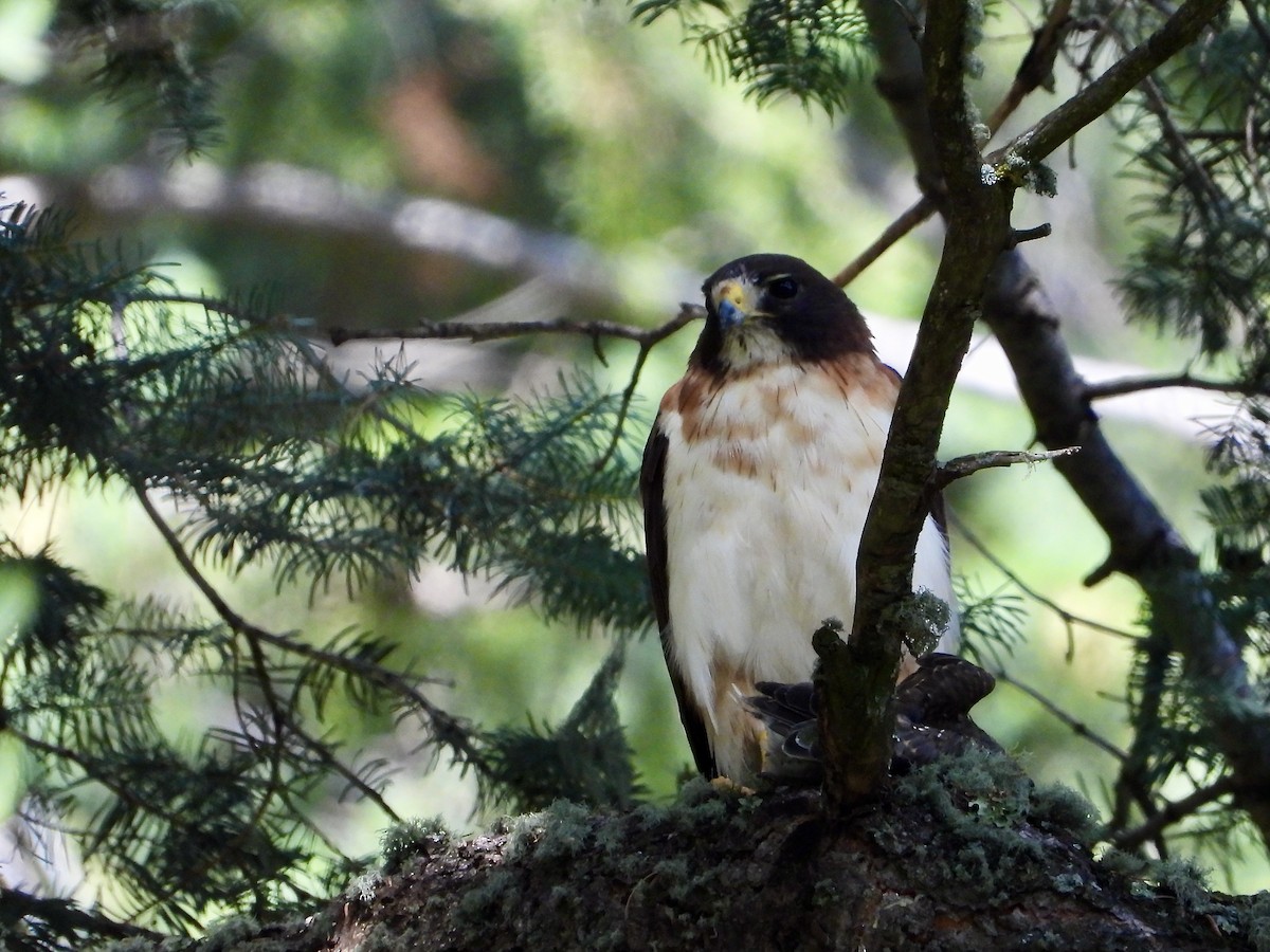 Short-tailed Hawk - Mel C