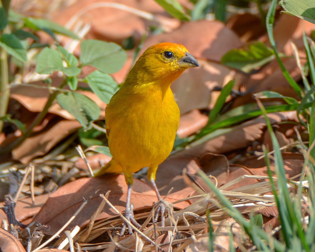 Saffron Finch - ML475014691