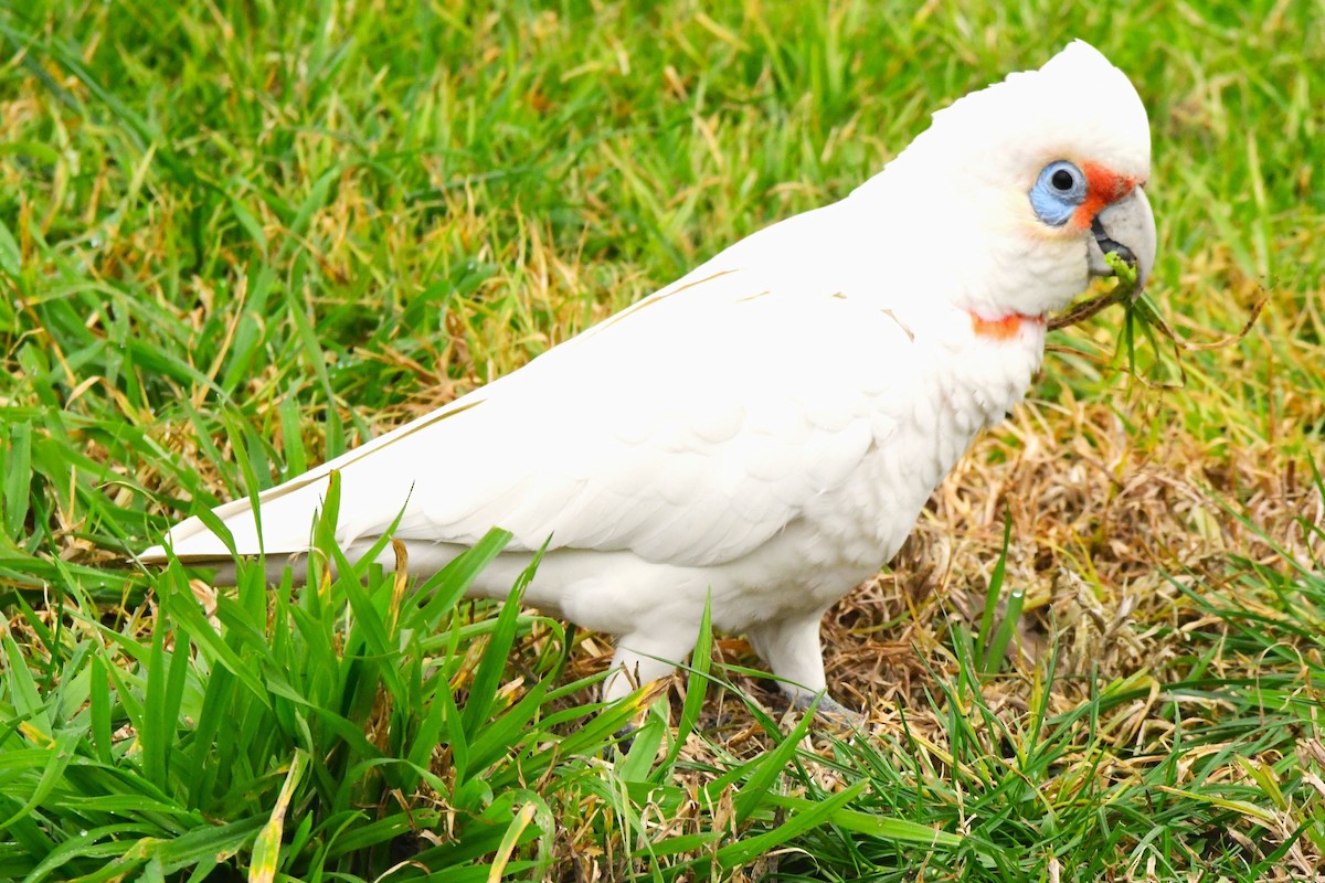 Long-billed Corella - ML475014791