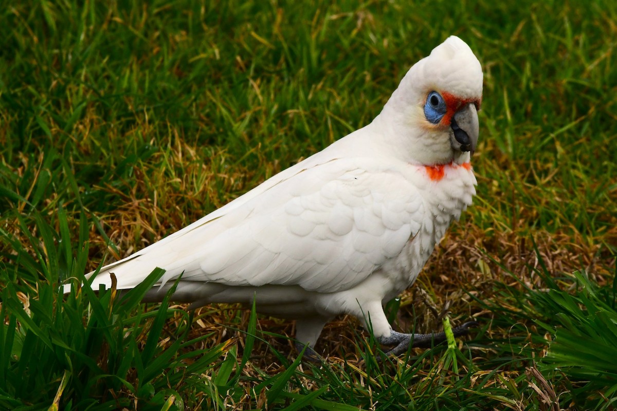 Long-billed Corella - Alfons  Lawen