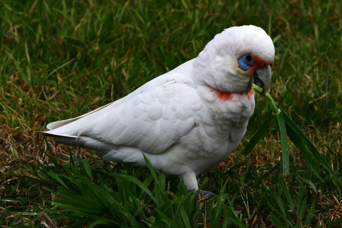 Long-billed Corella - ML475014831