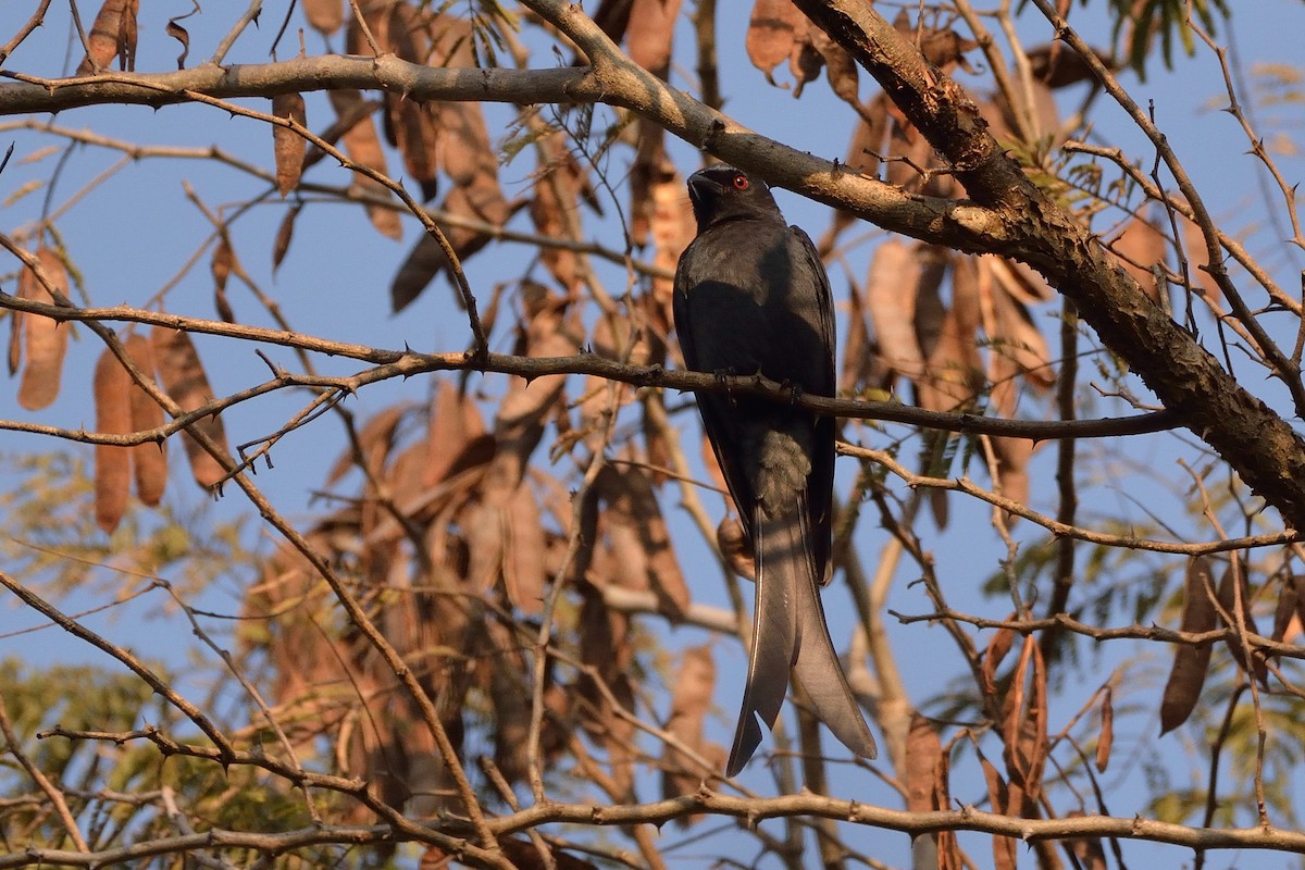 Ashy Drongo - Sanjay Malik