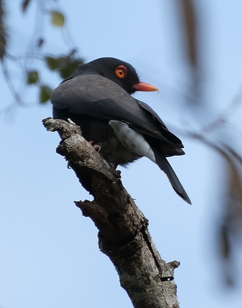 Retz's Helmetshrike - ML475018971