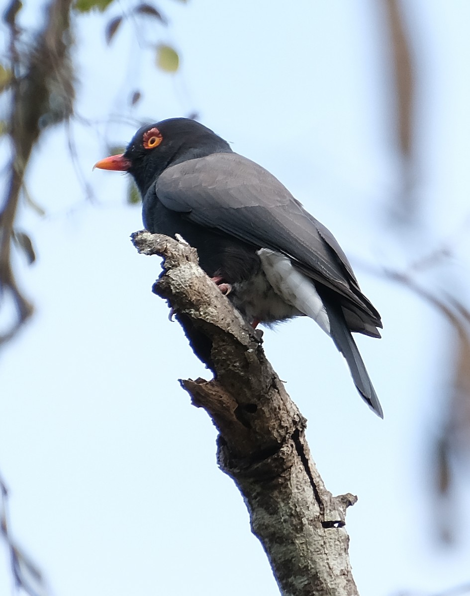 Retz's Helmetshrike - ML475018981