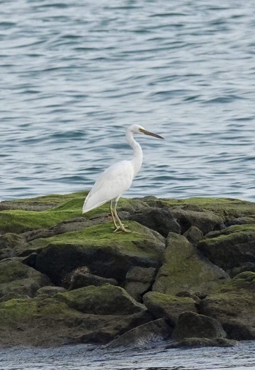 Pacific Reef-Heron - ML475021521
