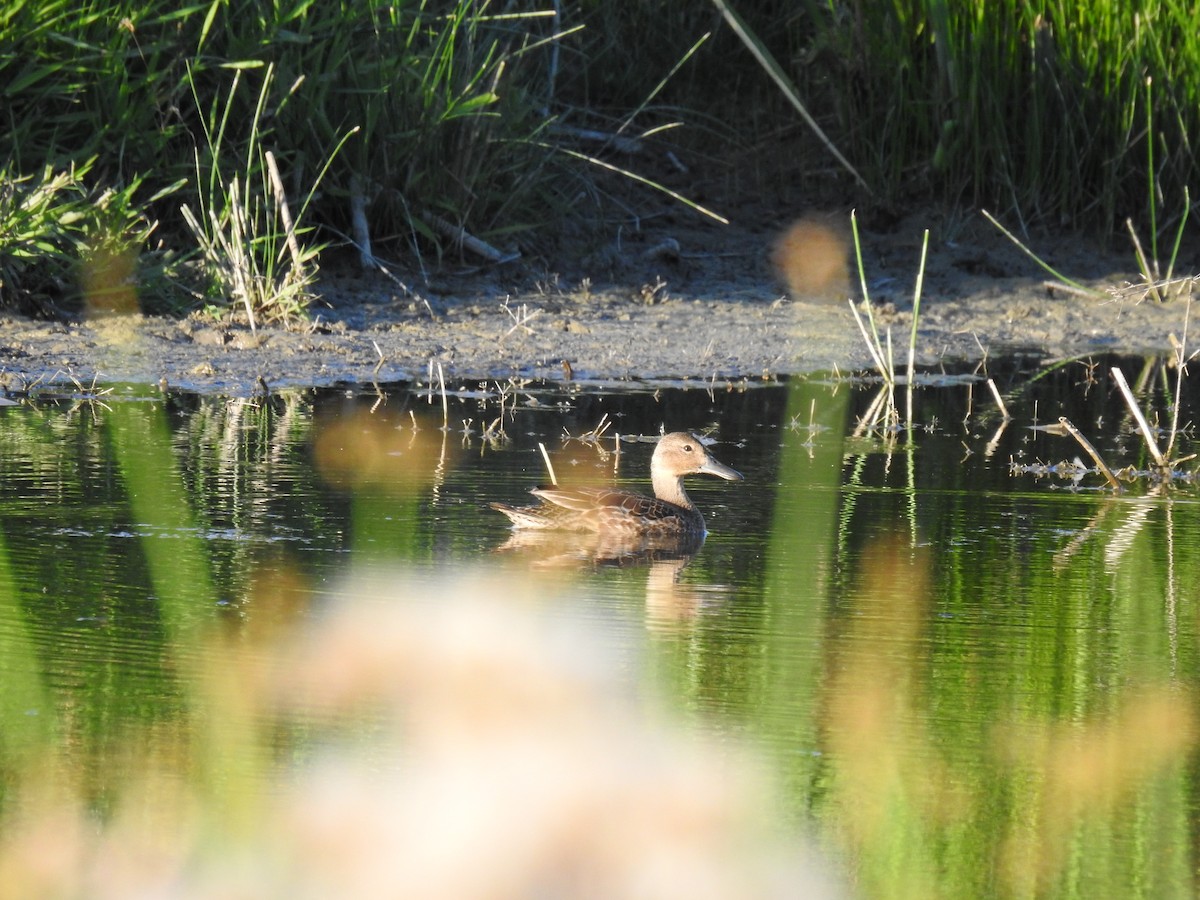 Cinnamon Teal - ML475021661