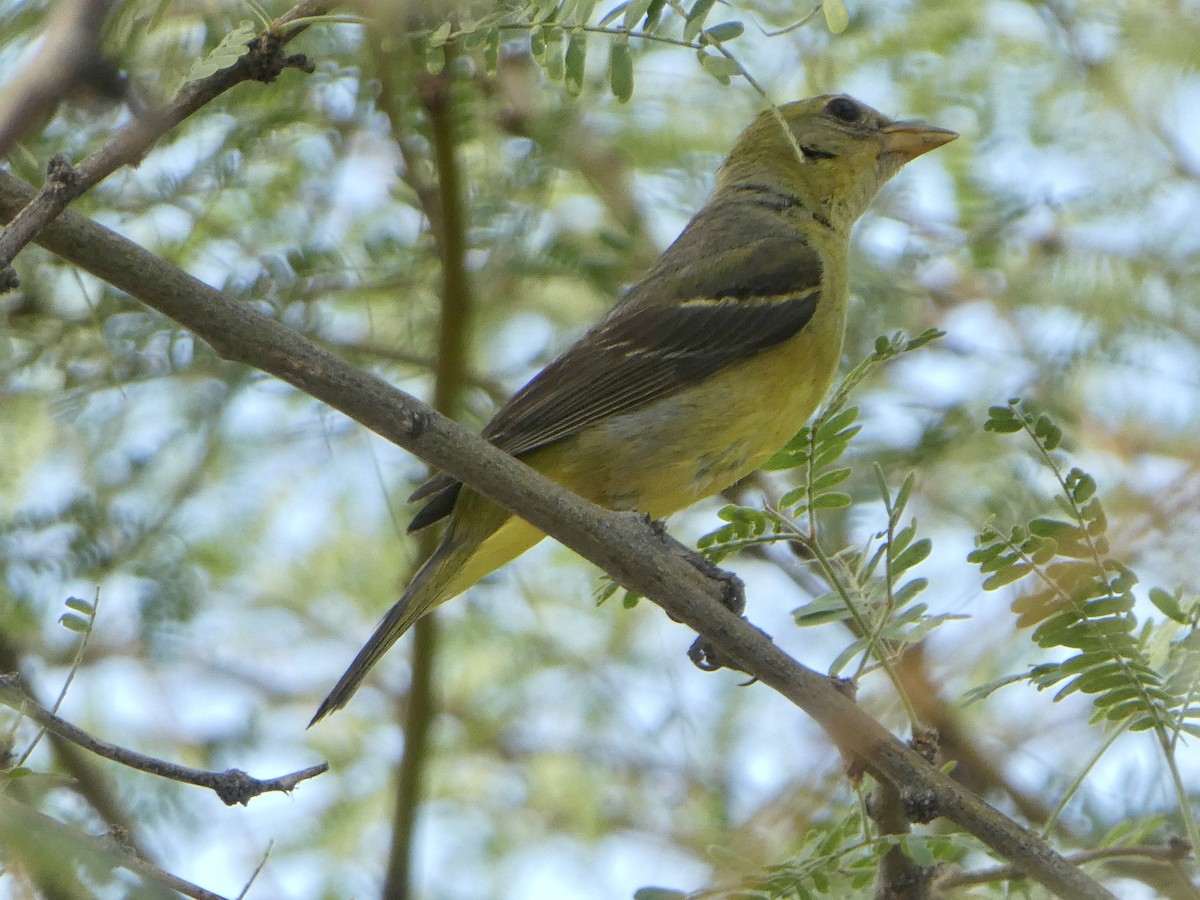 Western Tanager - ML475021851
