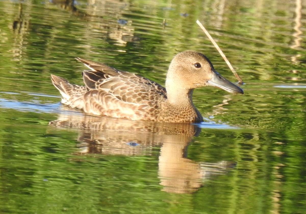 Cinnamon Teal - ML475022371