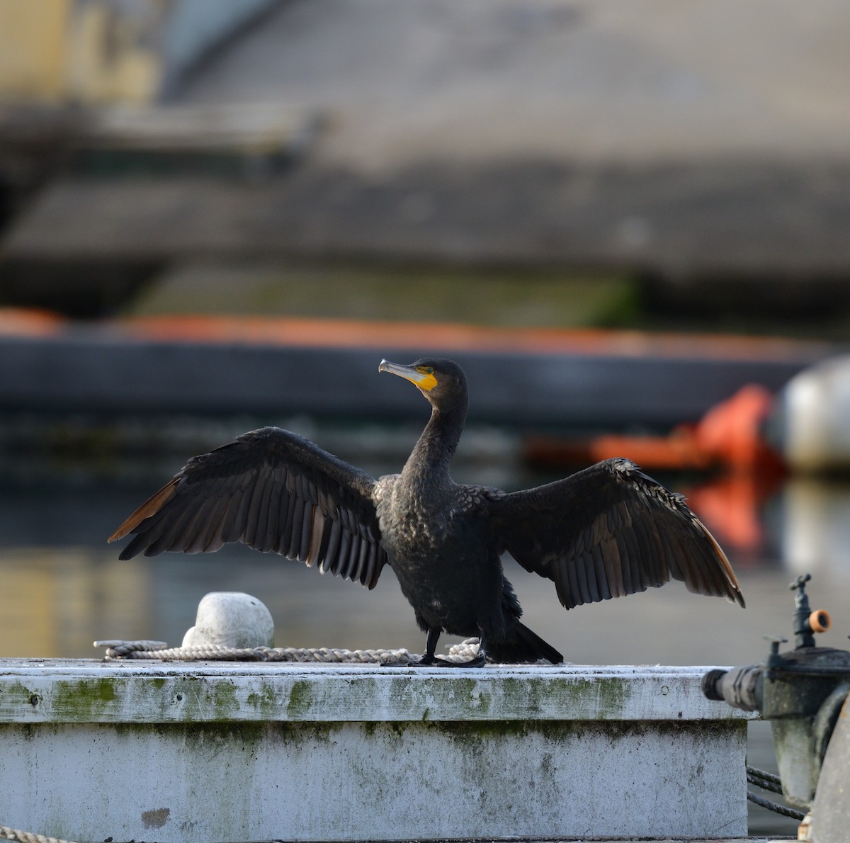 Great Cormorant - ML475022911