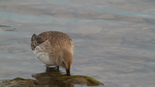 Dunlin - ML475023