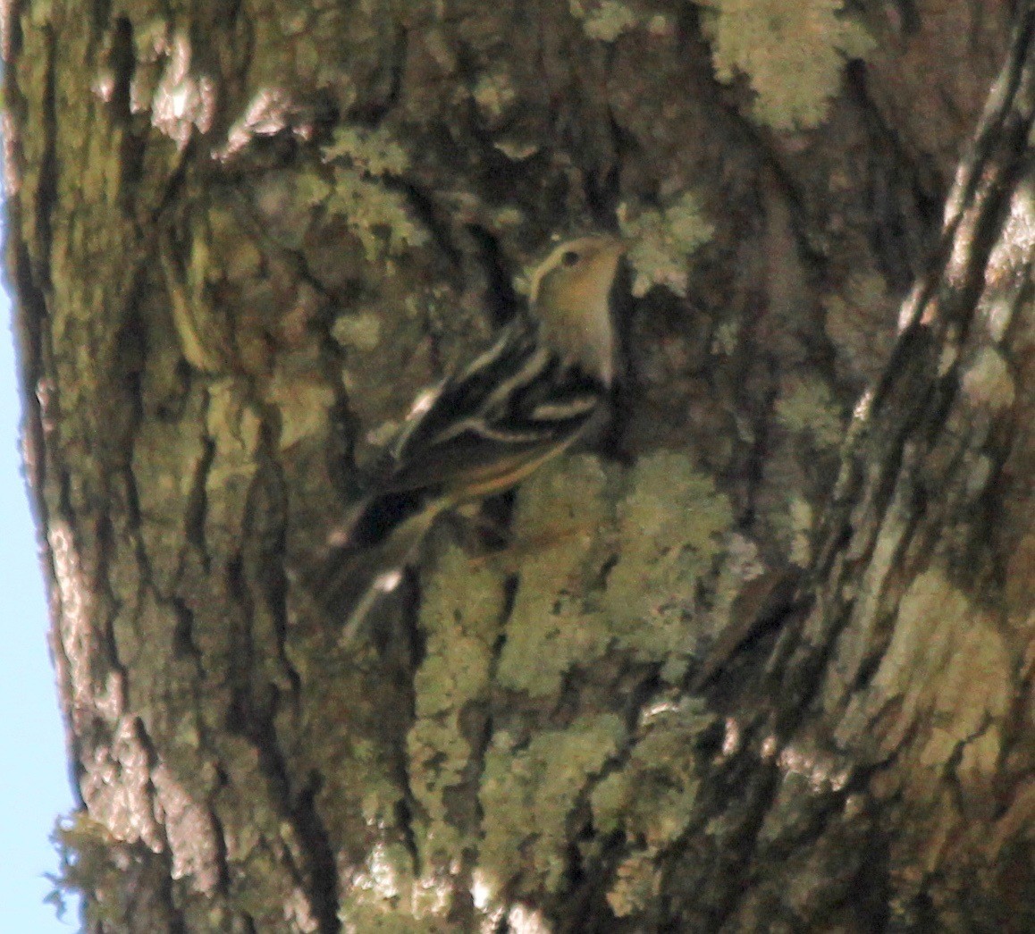 Black-and-white Warbler - ML475023121