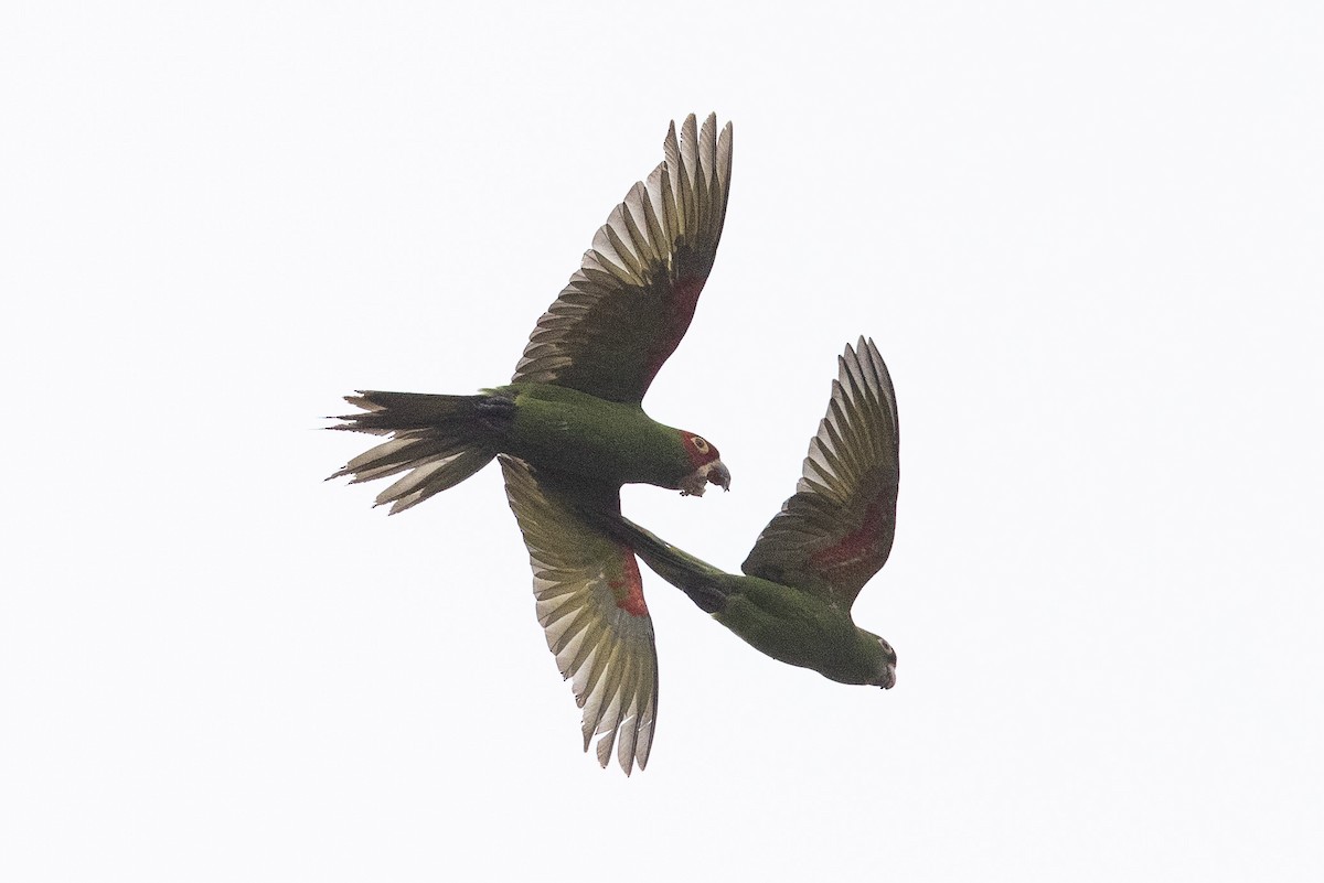 Conure à tête rouge - ML475023491