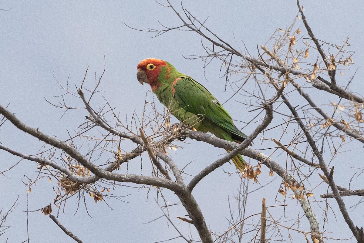 Red-masked Parakeet - ML475023921