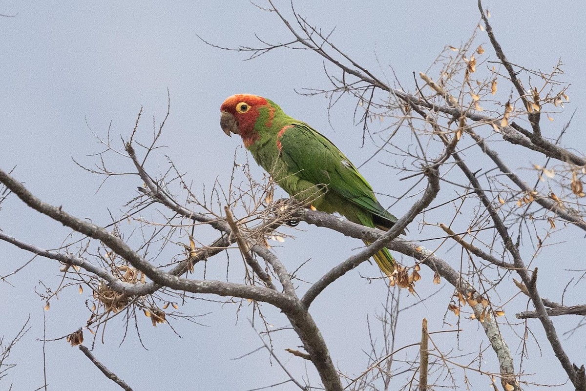 Conure à tête rouge - ML475023921