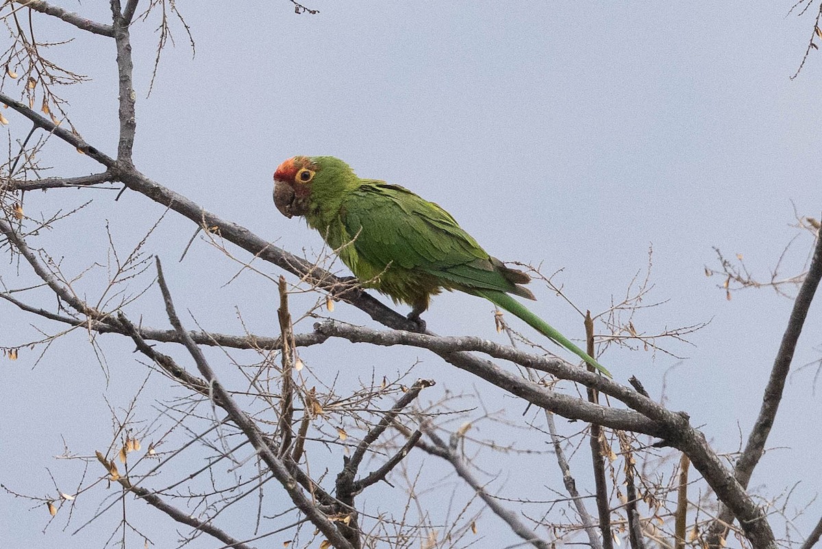 Conure à tête rouge - ML475024261