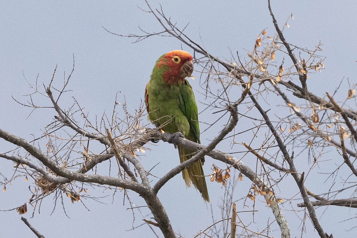 Red-masked Parakeet - ML475024291