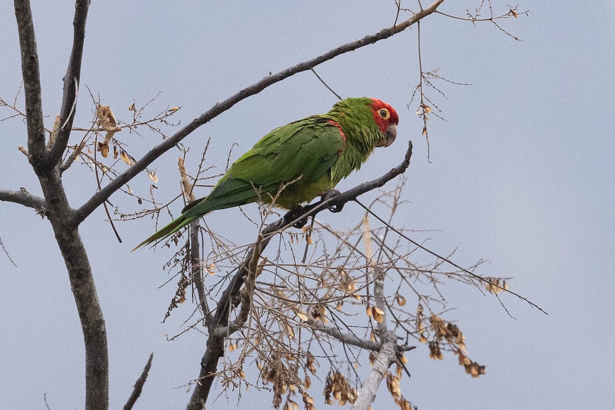 Red-masked Parakeet - ML475024311