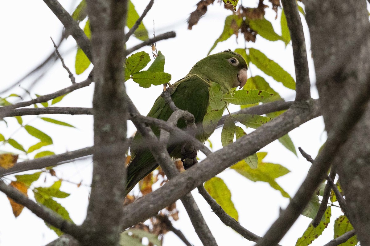 Red-masked Parakeet - ML475024321