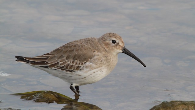 Dunlin - ML475025